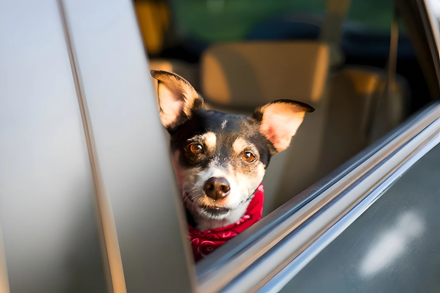 Dog Carrier Purse for Toy Fox Terrier