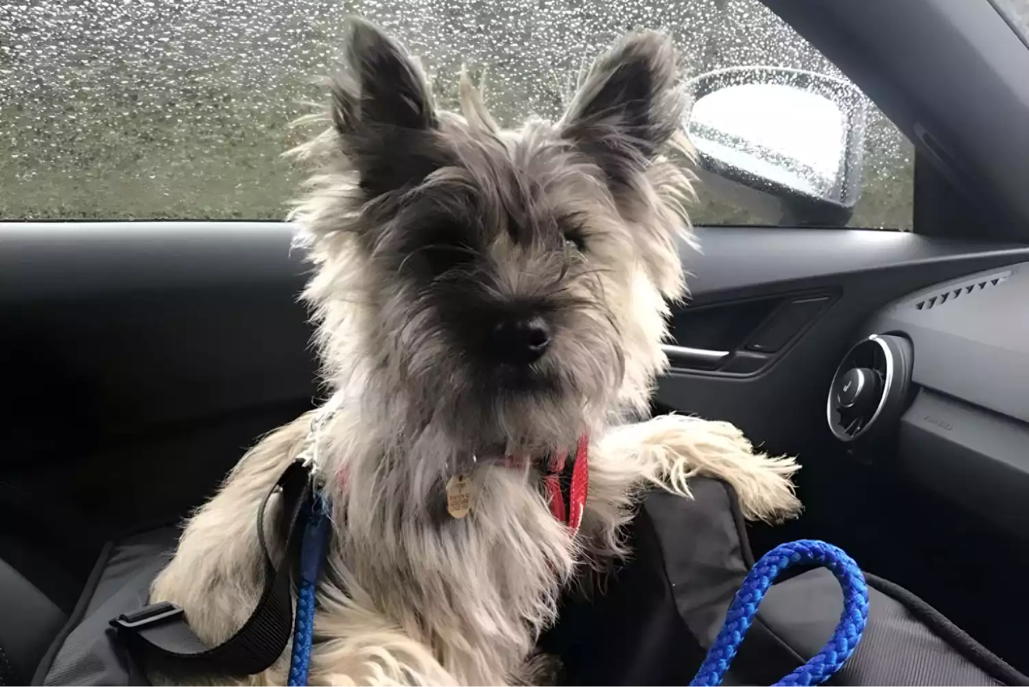 BMW X5 Dog Safety Belt for Cairn Terriers