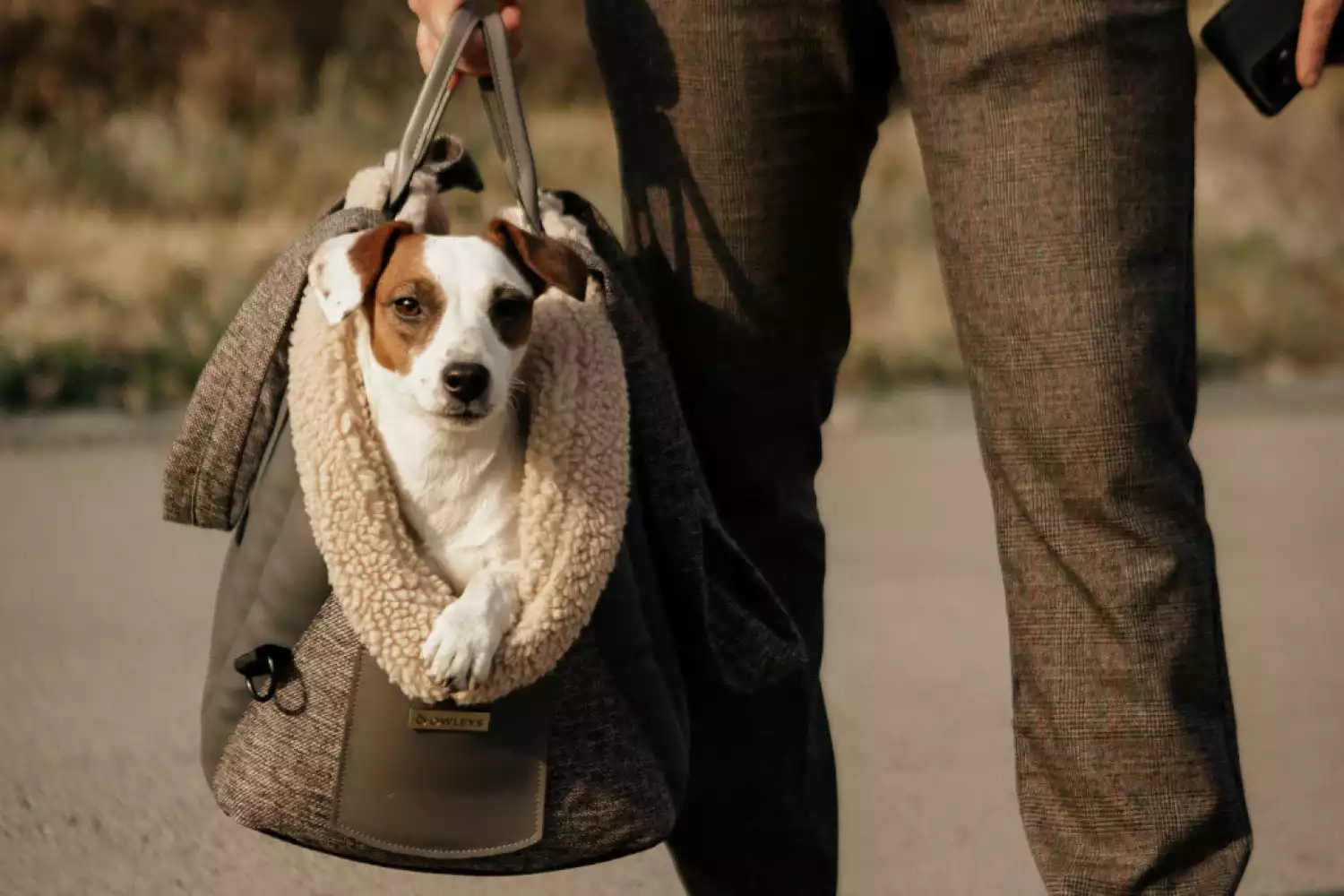 Dog Carrier Purse for Toy Fox Terrier